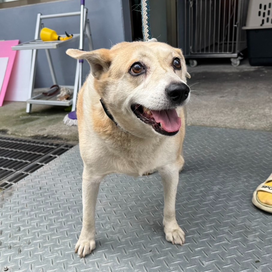 ❮二手❯ Apacer 宇瞻科技 32GB AH356 USB 3.2高速傳輸隨身碟 流線設計 隱藏推鈕 隨身碟-細節圖7