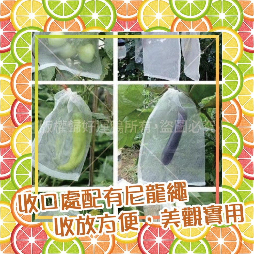 尼龍防蟲網袋 水果套袋 防蟲網 防蟲袋 防鳥袋-細節圖3