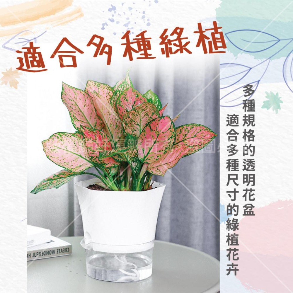 懶人花盆 吸水花盆 免澆水花盆 六角花盆 透明花盆-細節圖3