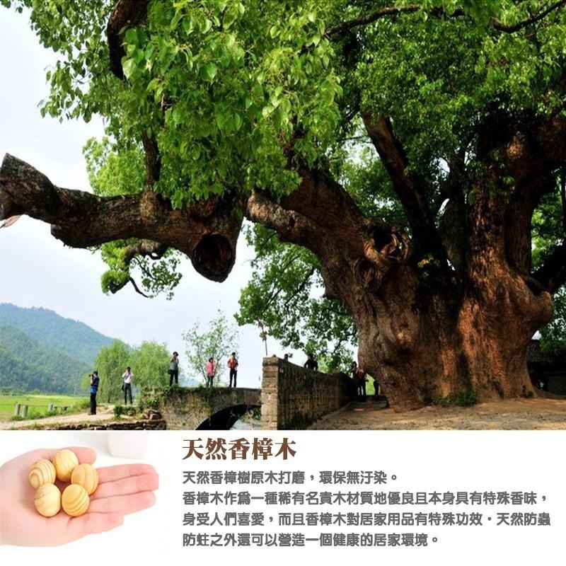 【台灣現貨】原木製作 天然樟木丸 天然芳香 除臭 樟腦球 樟樹 樟腦球 樟木球 香薰木球 樟腦球 防霉防蛀防蟲 香樟木球-細節圖2