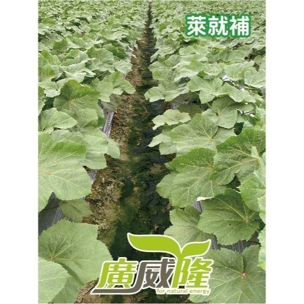 ├豐收樂┤ 萊就補 500g 吊青轉色無往不利  果形完美又黑又直  微量元素少量多餐  吸收迅速表現快捷  廣威隆-細節圖4