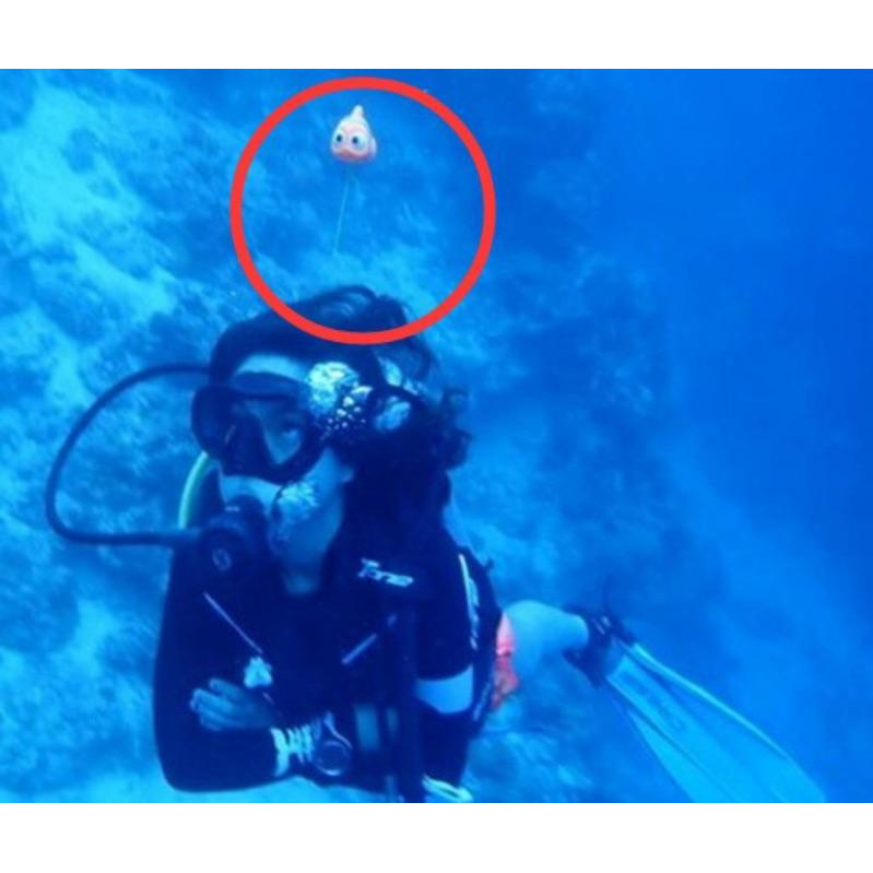 👉（8隻一組出貨區）潛水 小潛伴 尼莫 鯨鯊 多莉 魔鬼魚 章魚 海龜 附帶繩子 BCD 掛件 BC-細節圖4