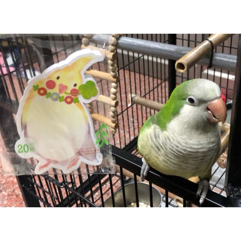 全新 現貨 玄鳳 小鳥 鸚鵡 留言卡 卡片 貼紙 收藏 紀念-規格圖3