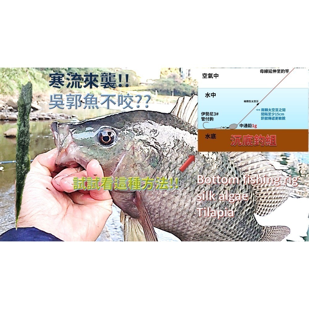 青荻｜青苔｜絲藻｜青狄(必殺誘餌3.0)大型吳郭魚最愛｜草魚必殺餌｜霞鮸｜卷仔(何氏棘魞)｜天然餌｜黑毛白毛臭肚鹽巴嚴選-細節圖2