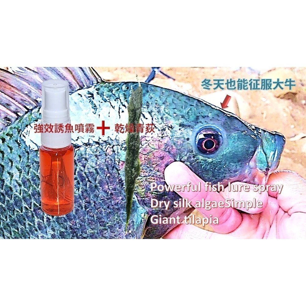 青荻｜青苔｜絲藻｜青狄(必殺誘餌3.0)大型吳郭魚最愛｜草魚必殺餌｜霞鮸｜卷仔(何氏棘魞)｜天然餌｜黑毛白毛臭肚鹽巴嚴選-細節圖3