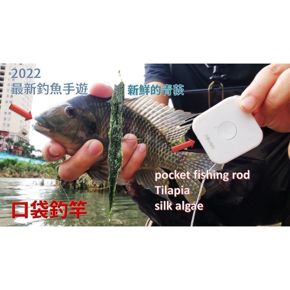 青荻｜青苔｜絲藻｜青狄(必殺誘餌3.0)大型吳郭魚最愛｜草魚必殺餌｜霞鮸｜卷仔(何氏棘魞)｜天然餌｜黑毛白毛臭肚鹽巴嚴選-細節圖4