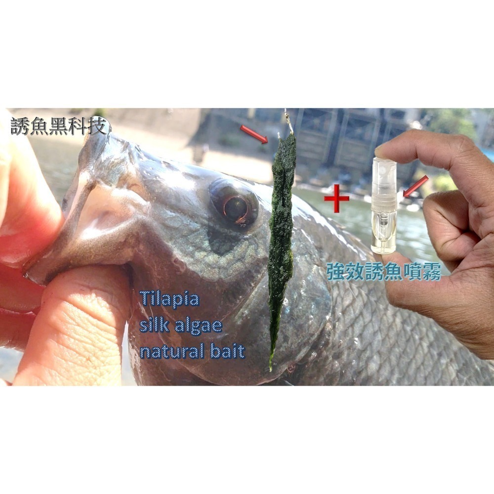 青荻｜青苔｜絲藻｜青狄(必殺誘餌3.0)大型吳郭魚最愛｜草魚必殺餌｜霞鮸｜卷仔(何氏棘魞)｜天然餌｜黑毛白毛臭肚鹽巴嚴選-細節圖5