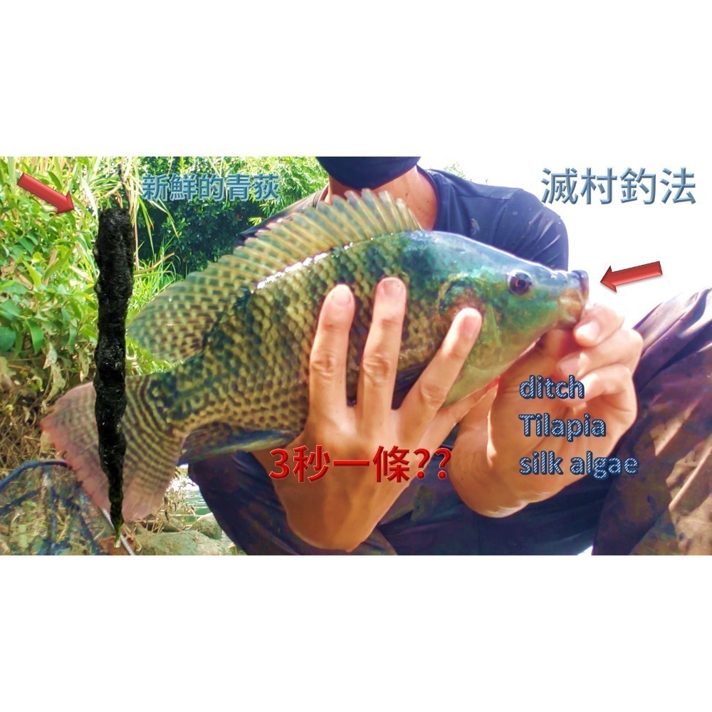 青荻｜青苔｜絲藻｜青狄(必殺誘餌3.0)大型吳郭魚最愛｜草魚必殺餌｜霞鮸｜卷仔(何氏棘魞)｜天然餌｜黑毛白毛臭肚鹽巴嚴選-細節圖6