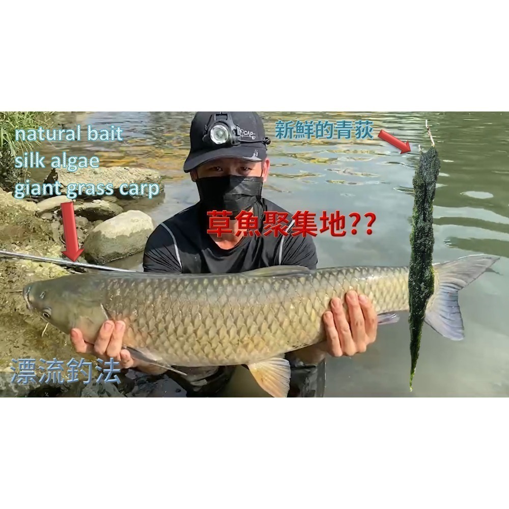 青荻｜青苔｜絲藻｜青狄(必殺誘餌3.0)大型吳郭魚最愛｜草魚必殺餌｜霞鮸｜卷仔(何氏棘魞)｜天然餌｜黑毛白毛臭肚鹽巴嚴選-細節圖7
