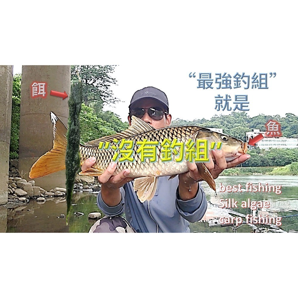 青荻｜青苔｜絲藻｜青狄(必殺誘餌3.0)大型吳郭魚最愛｜草魚必殺餌｜霞鮸｜卷仔(何氏棘魞)｜天然餌｜黑毛白毛臭肚鹽巴嚴選-細節圖8
