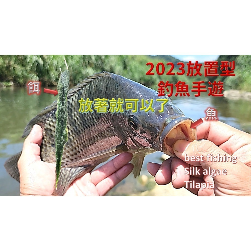 青荻｜青苔｜絲藻｜青狄(必殺誘餌3.0)大型吳郭魚最愛｜草魚必殺餌｜霞鮸｜卷仔(何氏棘魞)｜天然餌｜黑毛白毛臭肚鹽巴嚴選-細節圖9