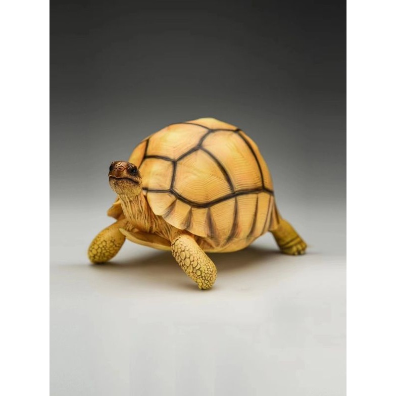 ✿AREA.TOY✿ (現貨) 博物志 陸龜系列 安哥洛卡象龜 仿真 烏龜 爬蟲 模型 GK 擺飾-細節圖2