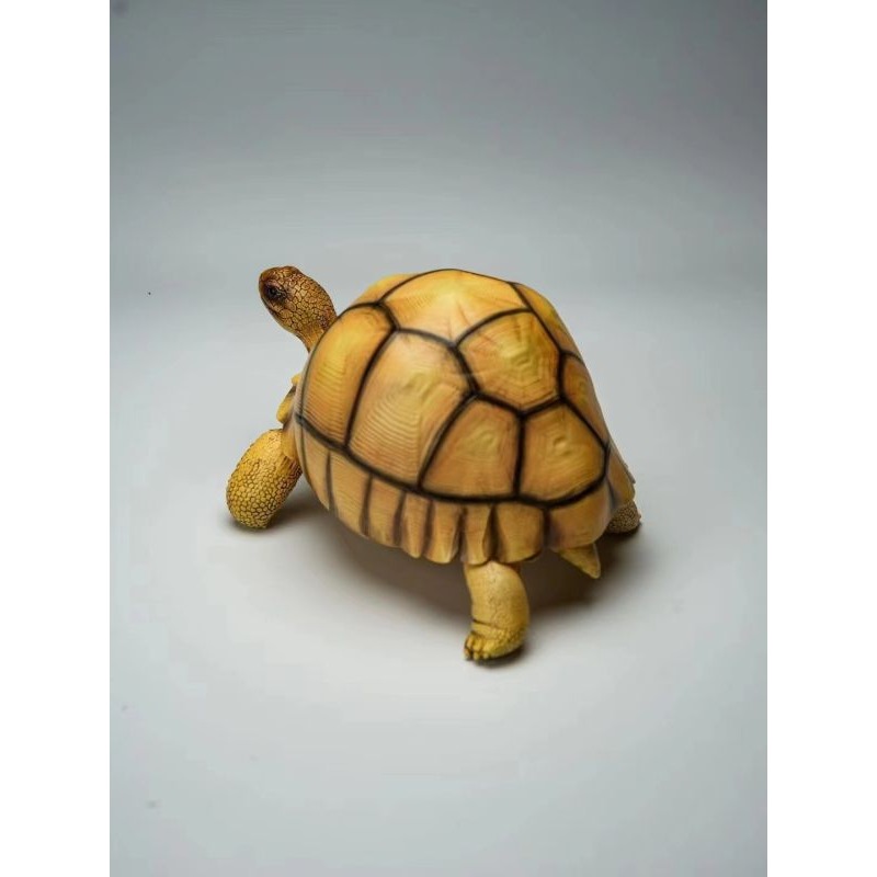 ✿AREA.TOY✿ (現貨) 博物志 陸龜系列 安哥洛卡象龜 仿真 烏龜 爬蟲 模型 GK 擺飾-細節圖4