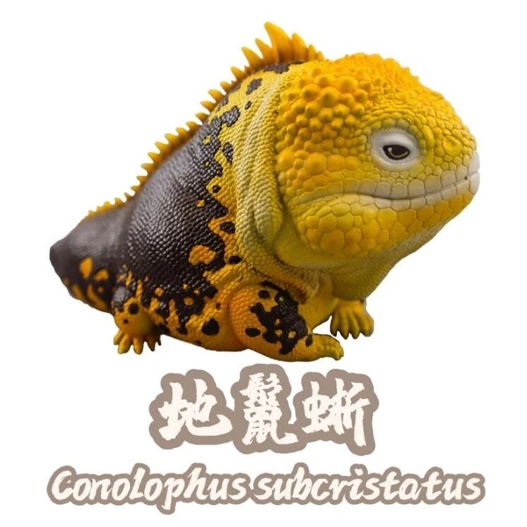 ✿AREA.TOY✿ (現貨) 博物志 蜥蜴王國 第二彈 仿真 爬蟲 藍舌 泰加 巨蜥 藍岩 模型公仔 盒玩 盲盒-規格圖8