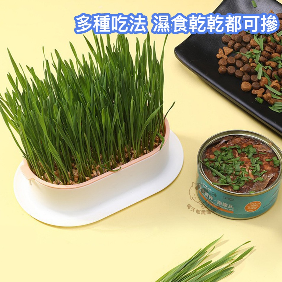 免土水培貓草DIY套組 立即發芽 五色可供選擇 種植 送優質種子3包 盆栽-細節圖2