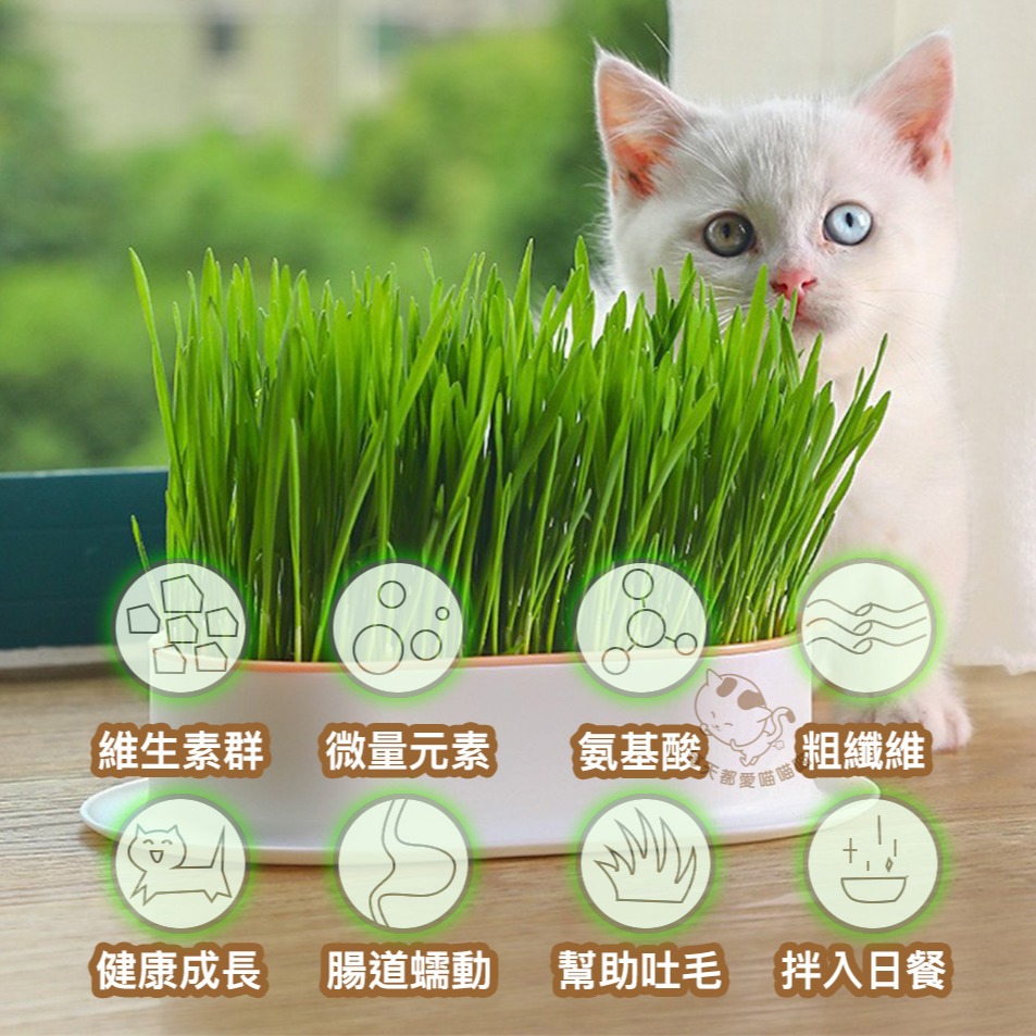 免土水培貓草DIY套組 立即發芽 五色可供選擇 種植 送優質種子3包 盆栽-細節圖3