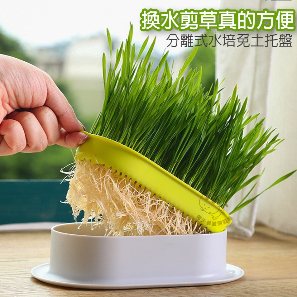 免土水培貓草DIY套組 立即發芽 五色可供選擇 種植 送優質種子3包 盆栽-細節圖4