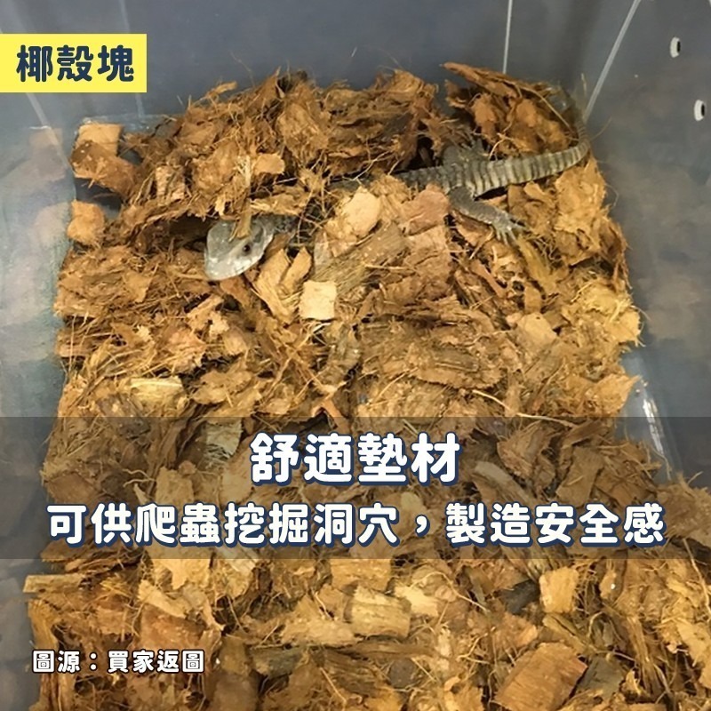 陸龜墊材 樹皮 椰殼 椰土 爬蟲墊材 爬蟲椰殼墊材 甲蟲墊材 兩棲 守宮 獨角仙 蜘蛛 蘇卡達 飼養箱 基底材料 保濕-細節圖7