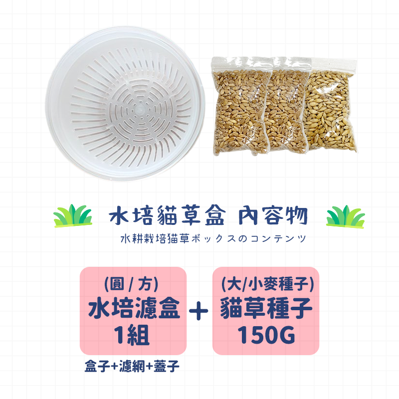 貓草 貓草種子 【贈送150g貓草種子】水培貓草 貓草種植 小麥草 小麥草種子 小麥種子 貓草盆栽 大麥種子 貓草盒-細節圖4