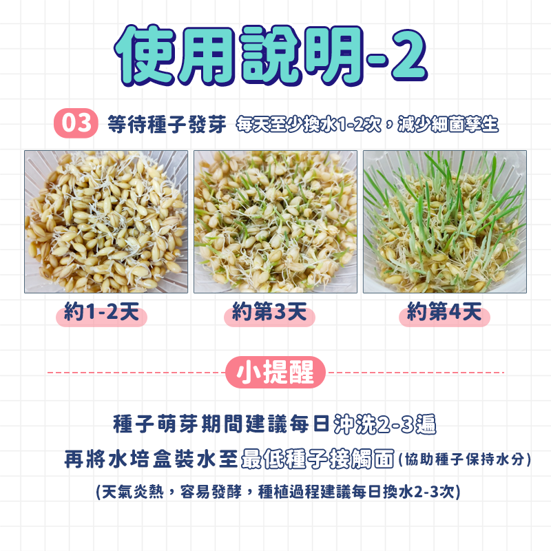 貓草 貓草種子 【贈送150g貓草種子】水培貓草 貓草種植 小麥草 小麥草種子 小麥種子 貓草盆栽 大麥種子 貓草盒-細節圖6