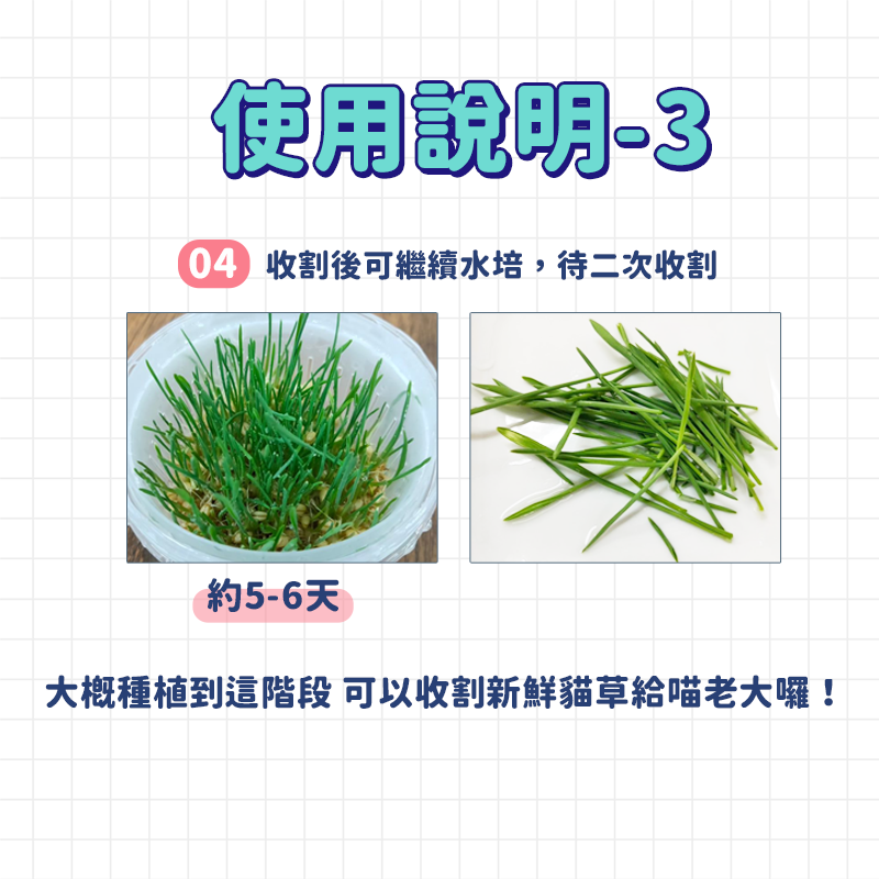 貓草 貓草種子 【贈送150g貓草種子】水培貓草 貓草種植 小麥草 小麥草種子 小麥種子 貓草盆栽 大麥種子 貓草盒-細節圖7