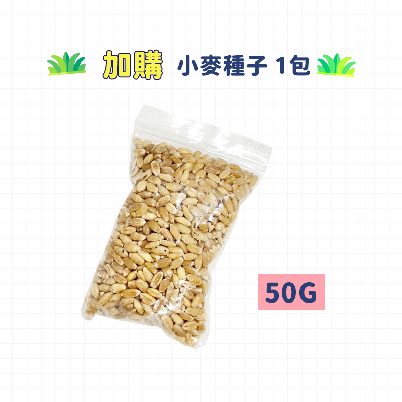 貓草-小麥種子 50g