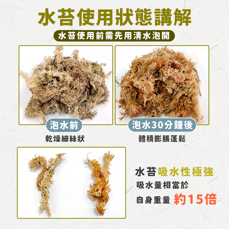 【無菌無毒 X 24H出貨】智利水苔 水苔 加濕草 150g 蘭花 苔球植物 鹿角蕨 甲蟲 角蛙 鹿角蕨 智利水草 蛇-細節圖3