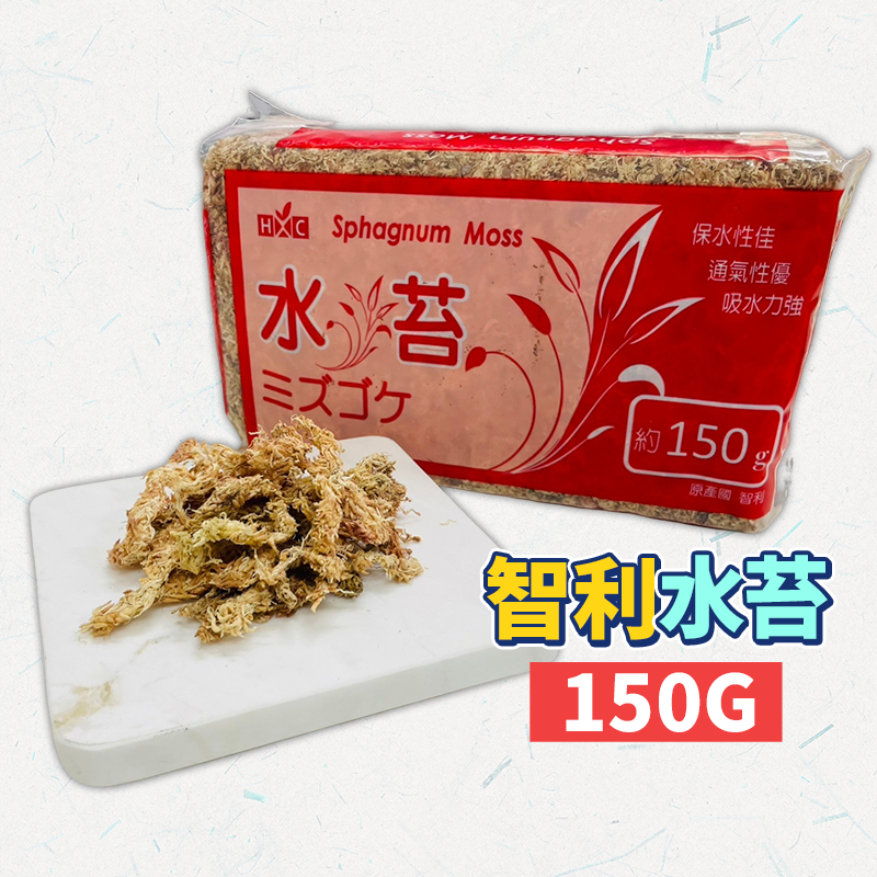 【無菌無毒 X 24H出貨】智利水苔 水苔 加濕草 150g 蘭花 苔球植物 鹿角蕨 甲蟲 角蛙 鹿角蕨 智利水草 蛇-細節圖6