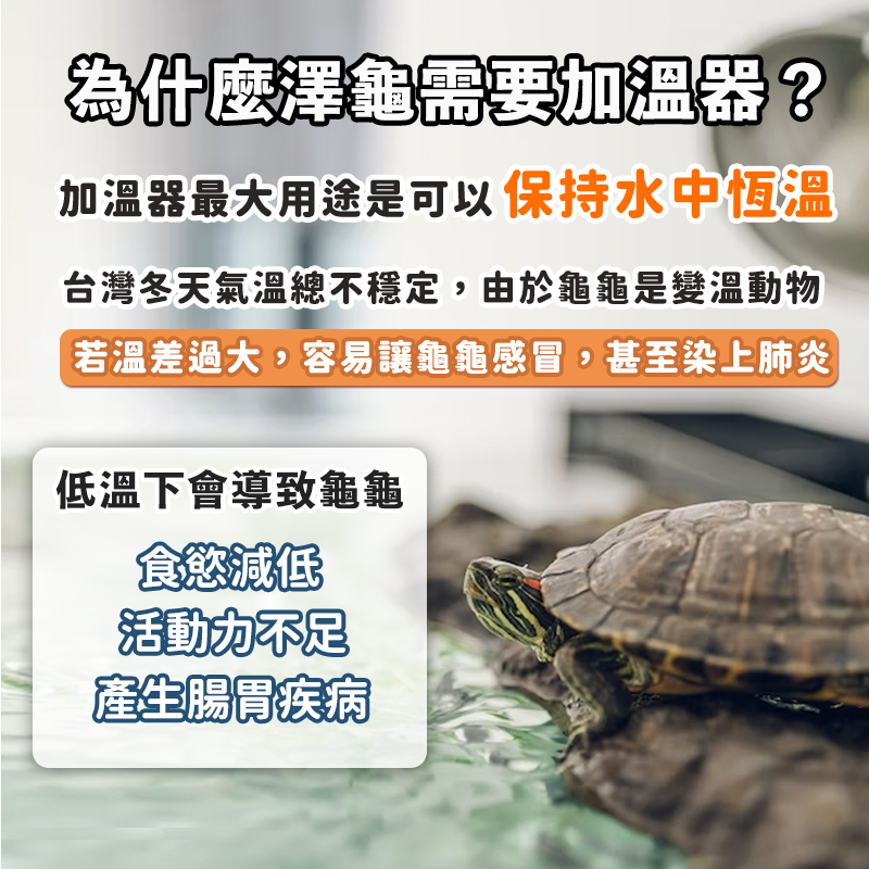 【台灣製造X淺水位專用款】加溫棒 加熱棒 低水位加熱棒 水族加熱棒 26度 伊士達 烏龜 水龜 水族 控溫 水族加溫棒-細節圖2