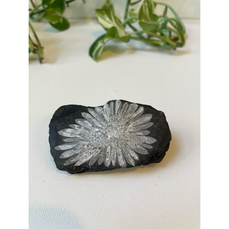 菊花石 chrysanthemum stone 礦石 礦物 原礦-細節圖2
