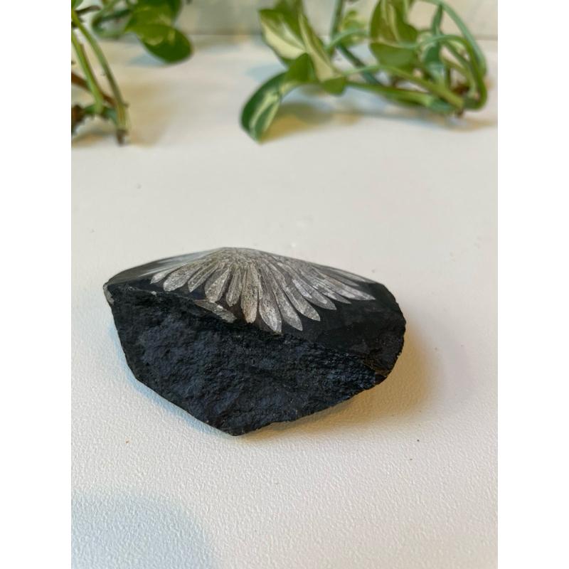 菊花石 chrysanthemum stone 礦石 礦物 原礦-細節圖3