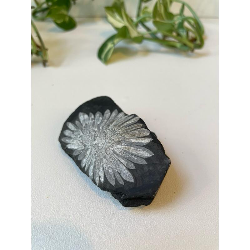 菊花石 chrysanthemum stone 礦石 礦物 原礦-細節圖6