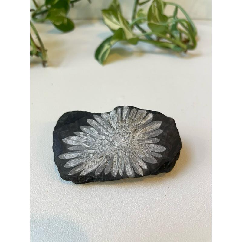 菊花石 chrysanthemum stone 礦石 礦物 原礦-細節圖7
