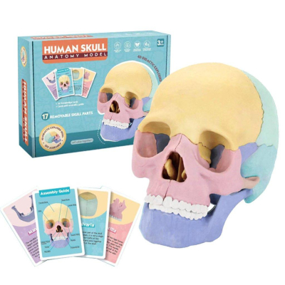 【W先生】4D 1:2 1/2 彩色人體頭骨 骷髏頭 顱骨 頭顱 器官 解剖 醫學 教學 模型 益智 拼裝 玩具