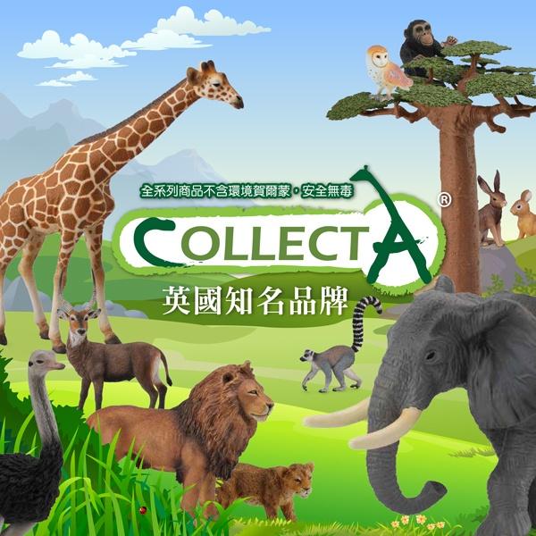 【W先生】CollectA 英國高擬真模型 野生動物模型 長頸鹿 斑馬 老虎 獅子 大象 犀牛 河馬 黑豹 樹懶 猩猩-細節圖3