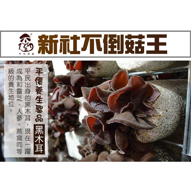 【不倒的菇】黑木耳露 350mlX12入 新社不倒菇王 購滿地-細節圖3