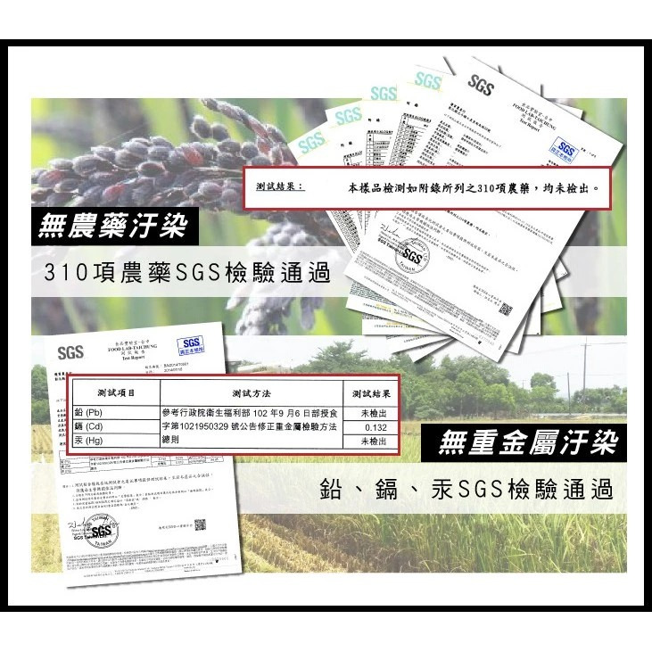 黑米豪 台灣原生黑米(800g) 濁水溪特產 專利破壁技術 SGS檢驗合格 低熱量高纖 養生黑糙米【購滿地】-細節圖6