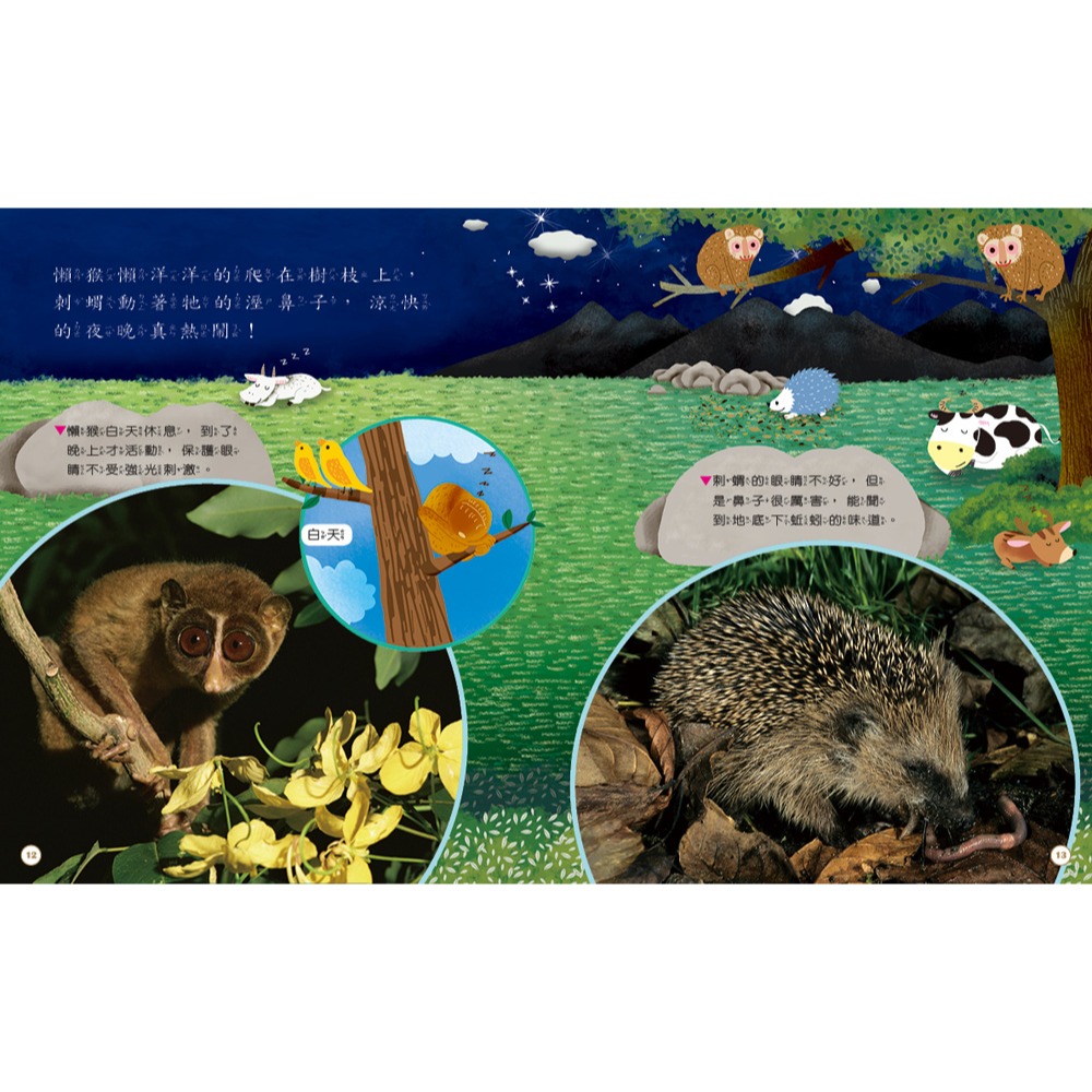 ✨現貨✨《康軒圖書》小偵探大追擊：找一找動物的家⭐️童書團購批發⭐️-細節圖6