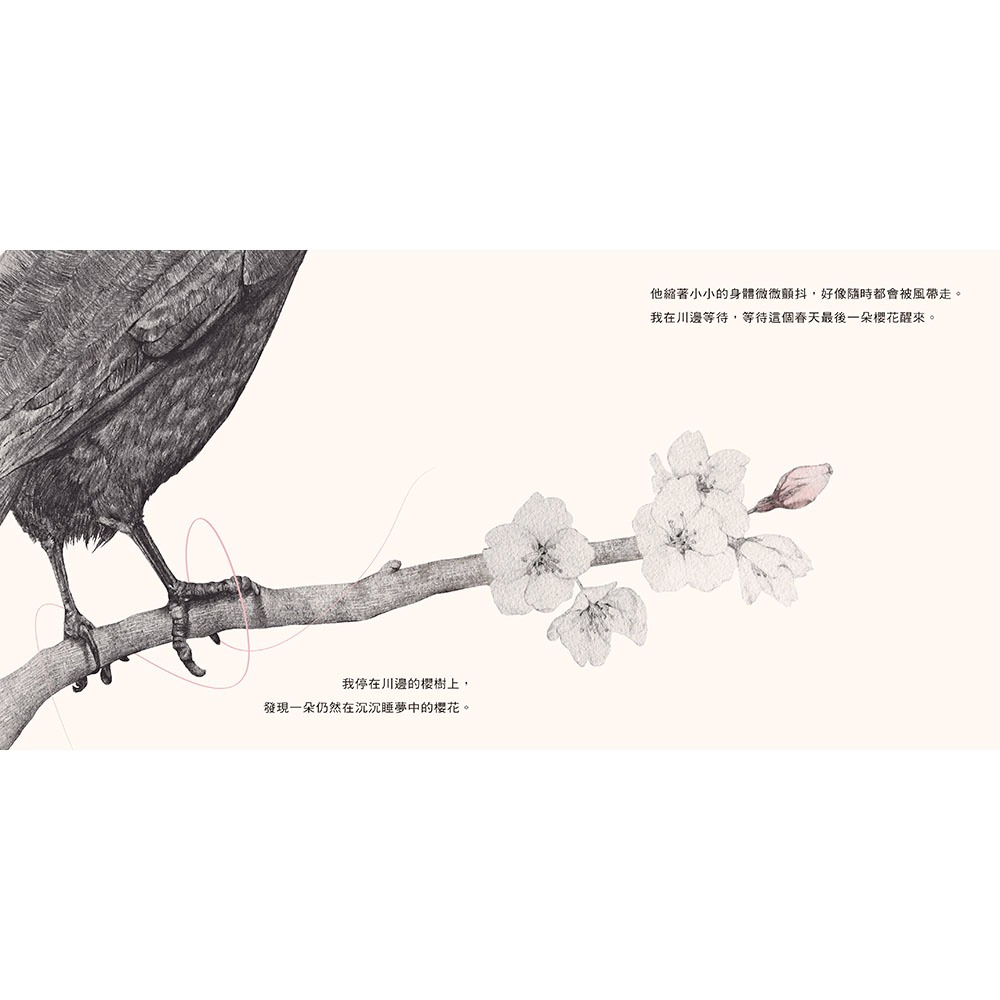 ✨現貨✨《信誼基金出版社》小黑與櫻花⭐️童書團購批發⭐️-細節圖3