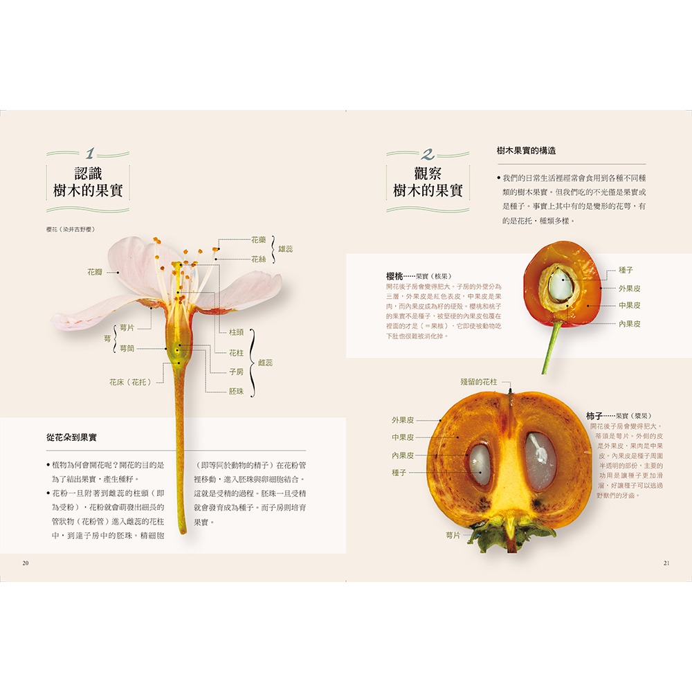 ✨現貨✨《幸福文化》你認識這些樹嗎？：160種生活裡隨處可見的樹木果實全圖鑑⭐️童書團購批發⭐️-細節圖6