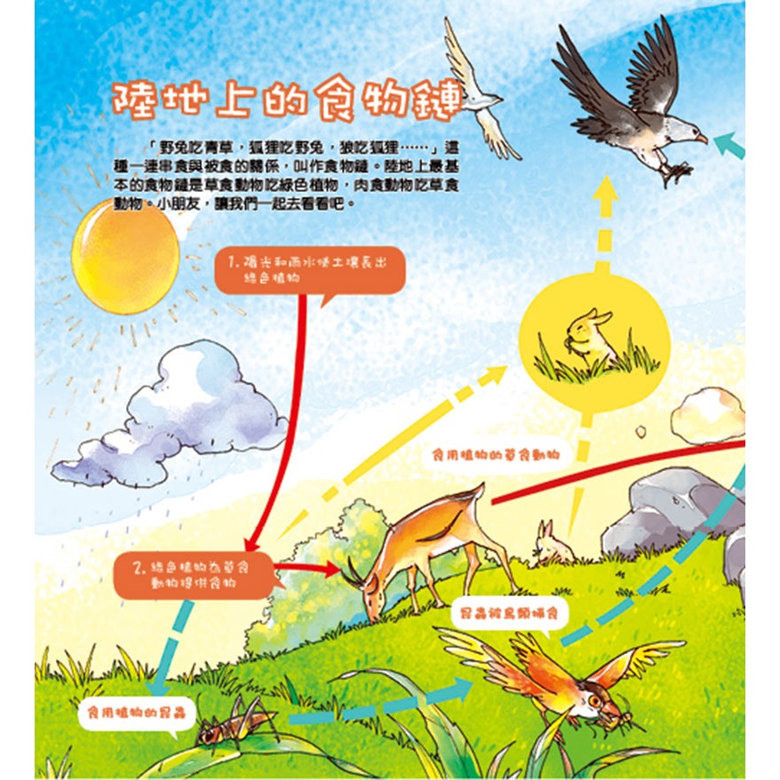 ✨現貨✨《螢火蟲》孩子都想知道的為什麼：可愛的動物⭐️童書團購批發⭐️-細節圖7