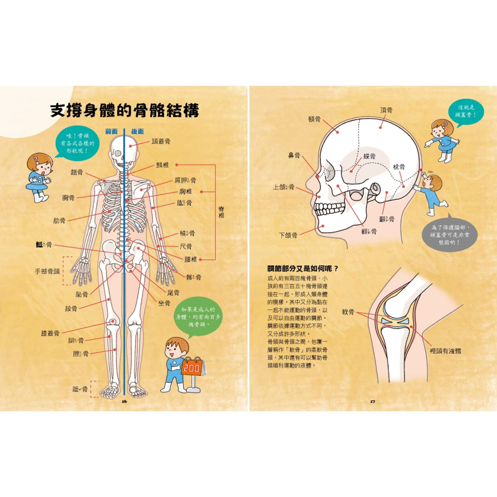 ✨現貨✨《小熊出版》出發吧!人體探險隊：揭開身體消化道、泌尿系統、骨骼肌肉、心臟血管……不可思議的祕密（新版）-細節圖6