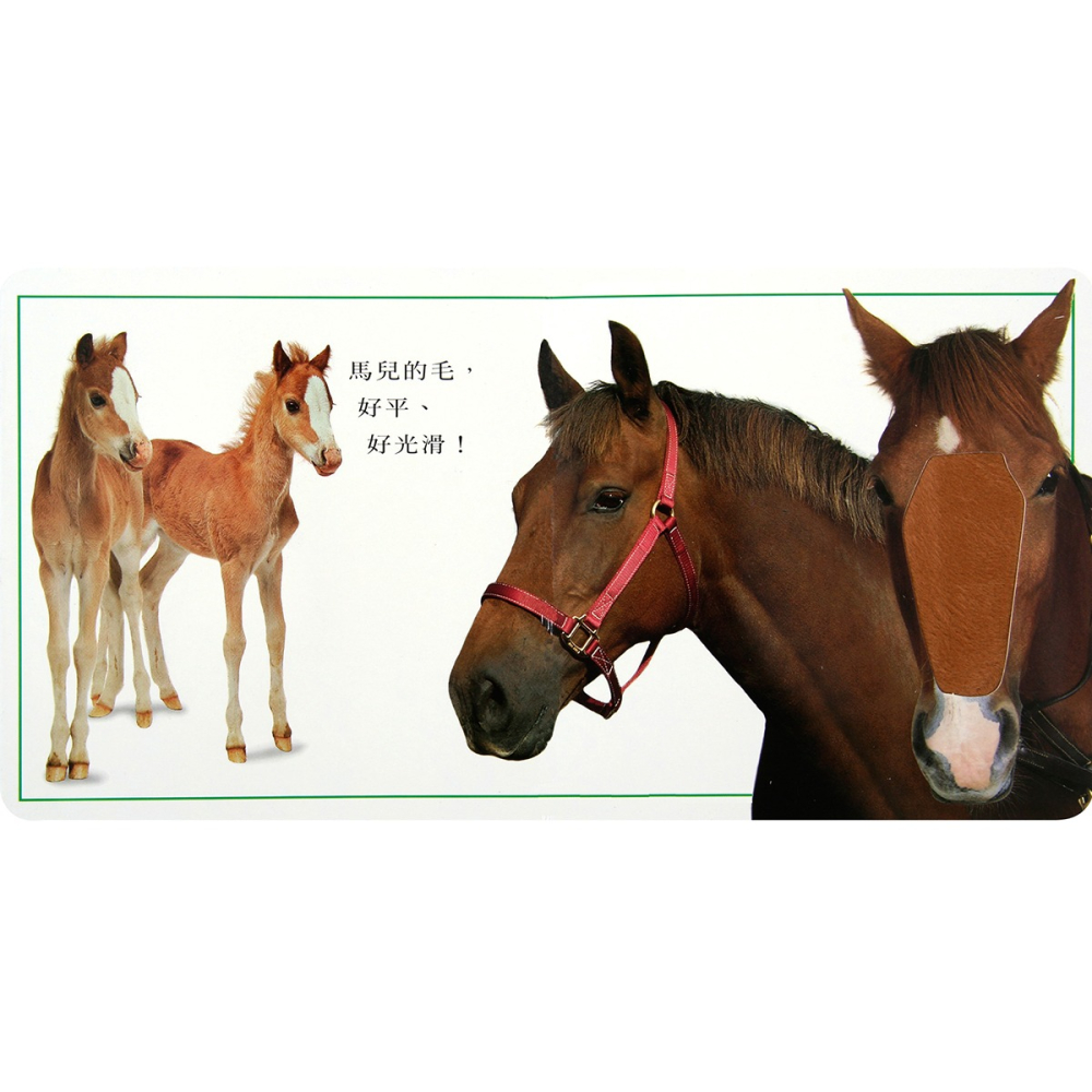 ✨現貨✨《上誼文化公司》可愛的動物（觸覺遊戲書）⭐️童書團購批發⭐️-細節圖4