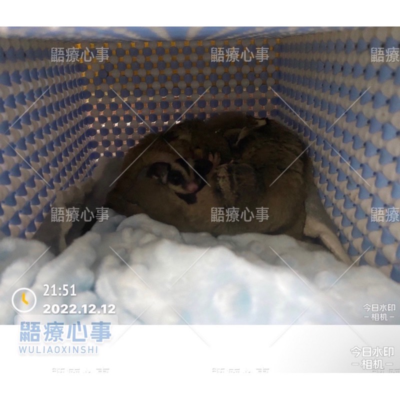 蜜袋鼯手工串珠窩 (請先聊聊討論）-細節圖8