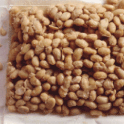 日本原裝 純粹活性納豆菌 家庭手做發酵納豆用菌種 只需0.1公克就能發酵一公斤黃豆 納豆 納豆菌-細節圖6