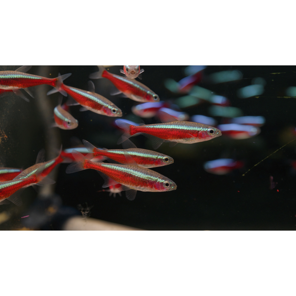 FM 水族活力素 100g/包 魚蝦專用高階活力源 讓您心愛的魚和蝦子更健康更鮮豔 孔雀魚 金魚 紅蓮燈 米蝦 適用-細節圖5