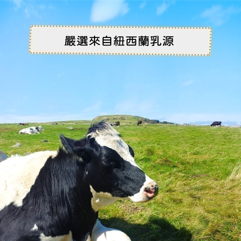 濃縮/分離乳清蛋白(1kg/500g袋裝) 多種口味自選~來自紐西蘭，0%添加物，台紐 NZMP ［有發票］-細節圖2