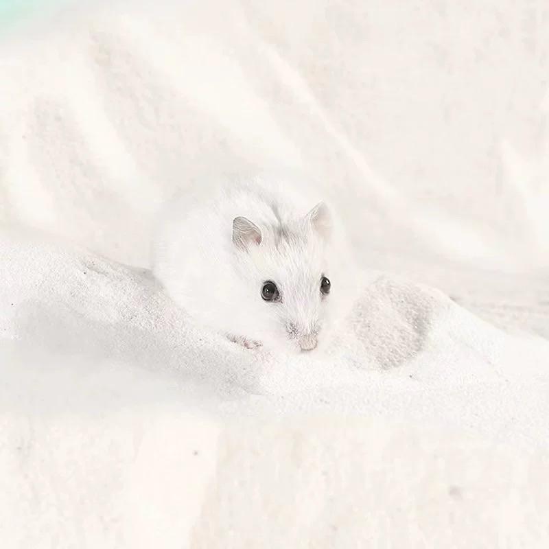 [現貨]倉鼠沐浴沙 1000g 小倉鼠除臭浴沙-細節圖7