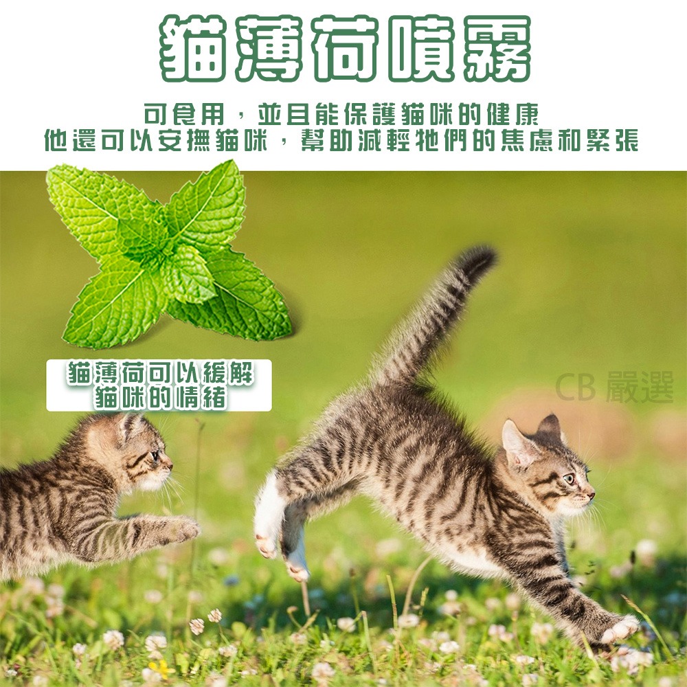 【100ml 超值組】貓咪薄荷噴霧 貓咪誘導劑 貓咪快樂水 貓草 貓薄荷 誘導劑 貓咪紓壓 貓草 貓薄荷 木天寥 貓放鬆-細節圖3