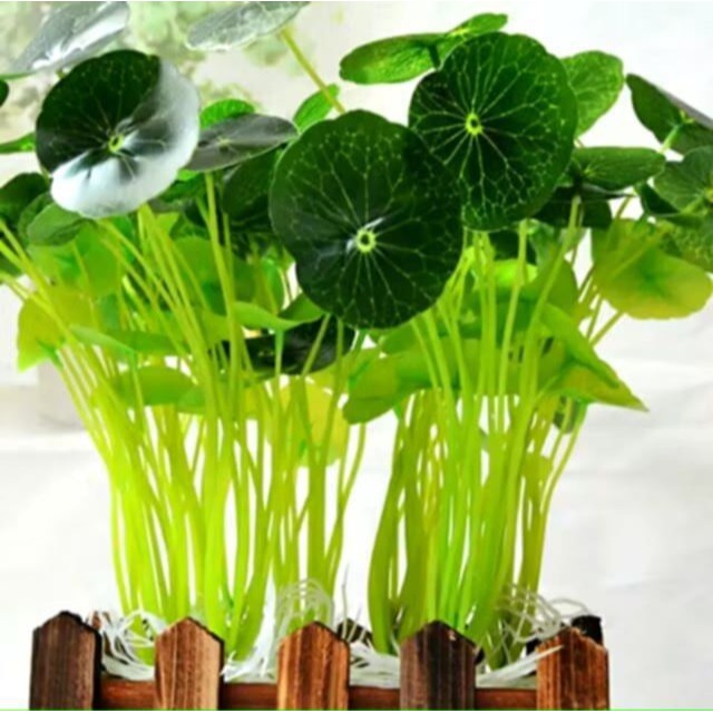 12頭小荷葉仿真花,水族箱造景人造金錢草,魚缸水族裝飾水草,微景觀無毒水生植物裝飾佈置-細節圖2